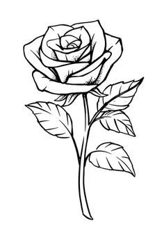 a rose with leaves on a white background