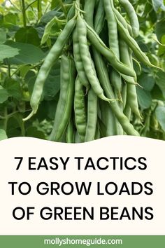 green beans growing in the garden with text that reads 7 easy tricks to grow loads of green beans