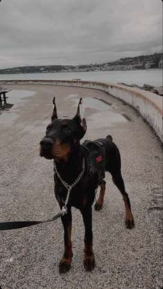 a black and brown dog standing on top of a gravel covered ground next to a body of water