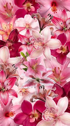 pink and white flowers on a pink background