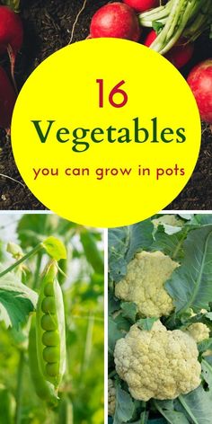 vegetables that are growing in the ground and on top of each other with text overlay