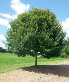 a large tree in the middle of a field