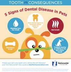 a poster with the words 5 signs of dental disease in pets and an image of a dog