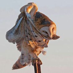 an owl is perched on top of a pole with its wings spread out and it's eyes open