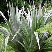 some very pretty plants in a big grassy field