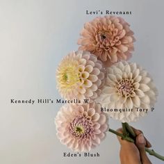 four pink and white flowers are being held by a person's hand with the words levi's reventant above them