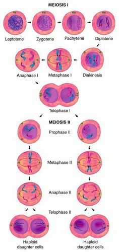 an image of the different types of nephrosis in humans and their surroundings