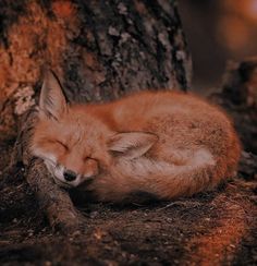 a red fox curled up sleeping on the ground in front of a tree with its eyes closed