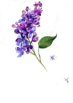 a painting of purple flowers and butterflies on a white background