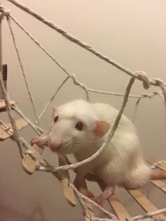 a white rat sitting in a hammock made out of wood planks and rope