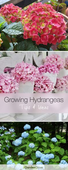 several different types of hydrangeas in pots with text overlay that says growing hydrangeas tips and ideas