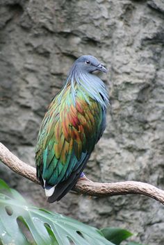 a colorful bird sitting on top of a tree branch next to a rock face wall