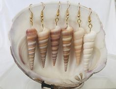 four seashells are hanging from hooks in a shell