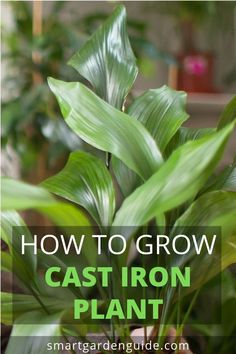 a potted plant with the words how to grow cast iron plant