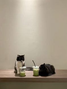 two black and white cats sitting on top of a table next to cups with drinks in them