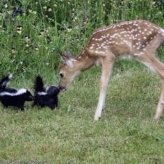 two baby deers playing with each other on the grass in front of some wildflowers