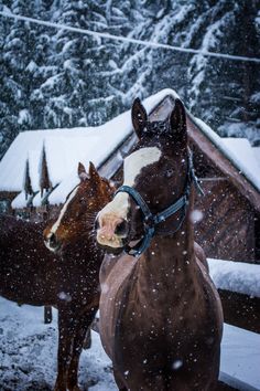 two horses standing in the snow next to a building and trees covered with snowflakes