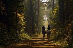 two people riding horses down a path in the woods on a sunny day with trees lining both sides