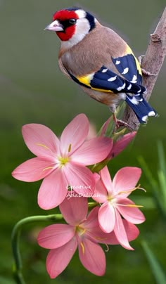 a colorful bird perched on top of a pink flower