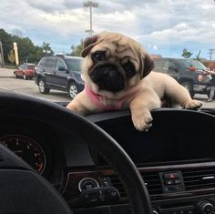 a pug is sitting on the dashboard of a car and looking at the camera