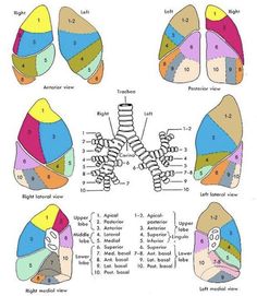 the diagram shows different types of bones and their corresponding structures, including the ribs, lungs,