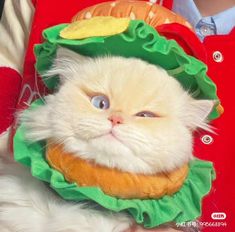 a white cat wearing a hamburger costume