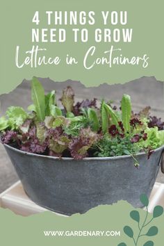 a metal bowl filled with lettuce on top of a wooden table next to a plant