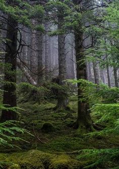 a forest filled with lots of green trees and moss covered ground in the middle of it