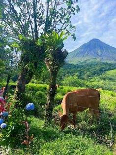 a brown cow grazing in the grass next to a tree and fence with mountains in the background