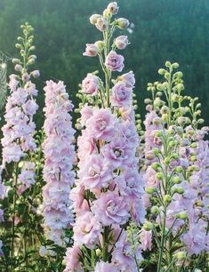 pink flowers are blooming in the garden