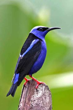 a blue and black bird sitting on top of a wooden post