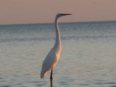 a large white bird standing on top of a wooden pier near the ocean at sunset