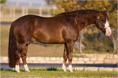 a brown horse standing on top of a lush green field