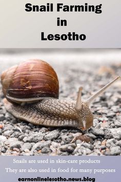 snail farming in lesotho, small area used in skin - care products they are also used in food for many purposes