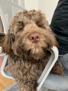 a brown dog sitting on top of a white chair