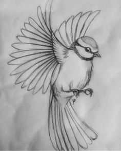 a drawing of a bird with its wings spread