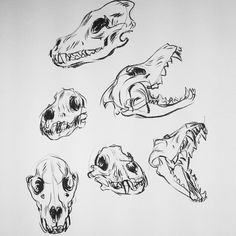 four different types of skulls are shown in black and white