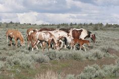 a group of horses grazing on grass in an open field with trees and clouds in the background