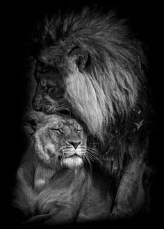 black and white photo of two lions with their heads touching each other's shoulders