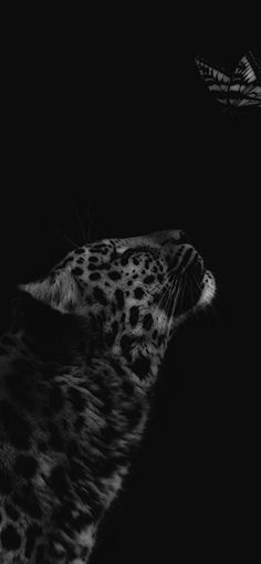 a black and white photo of a cheetah in the dark with a butterfly flying overhead