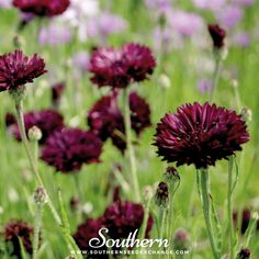 Southern Seed Exchange Cornflower, Black (Centaurea Cyanus) - 100 Seeds Bachelors Button, Easiest Flowers To Grow, Colour Flowers, Bachelor Buttons, Traditional Cottage, Black Flowers, Planting Seeds, Flower Seeds, Cut Flowers