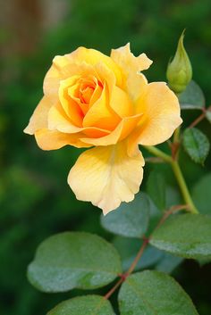 a yellow rose with green leaves in the background