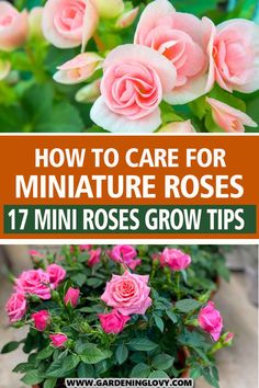 pink roses growing in pots with text overlay that says how to care for miniature roses