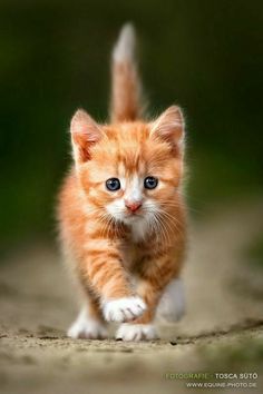 a small orange kitten running across a dirt road