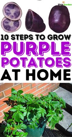 purple potatoes growing in pots with the title 10 steps to grow purple potatoes at home