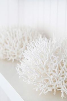 two white corals sitting on top of a table