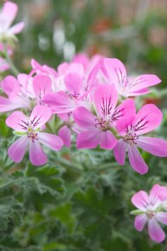 pink flowers with green leaves in the background