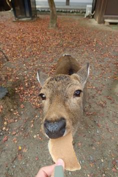 a person holding something in their hand near a deer's face and nose with it's mouth open