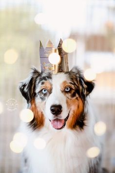 a dog with a crown on it's head