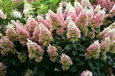 pink and white flowers are blooming in the garden